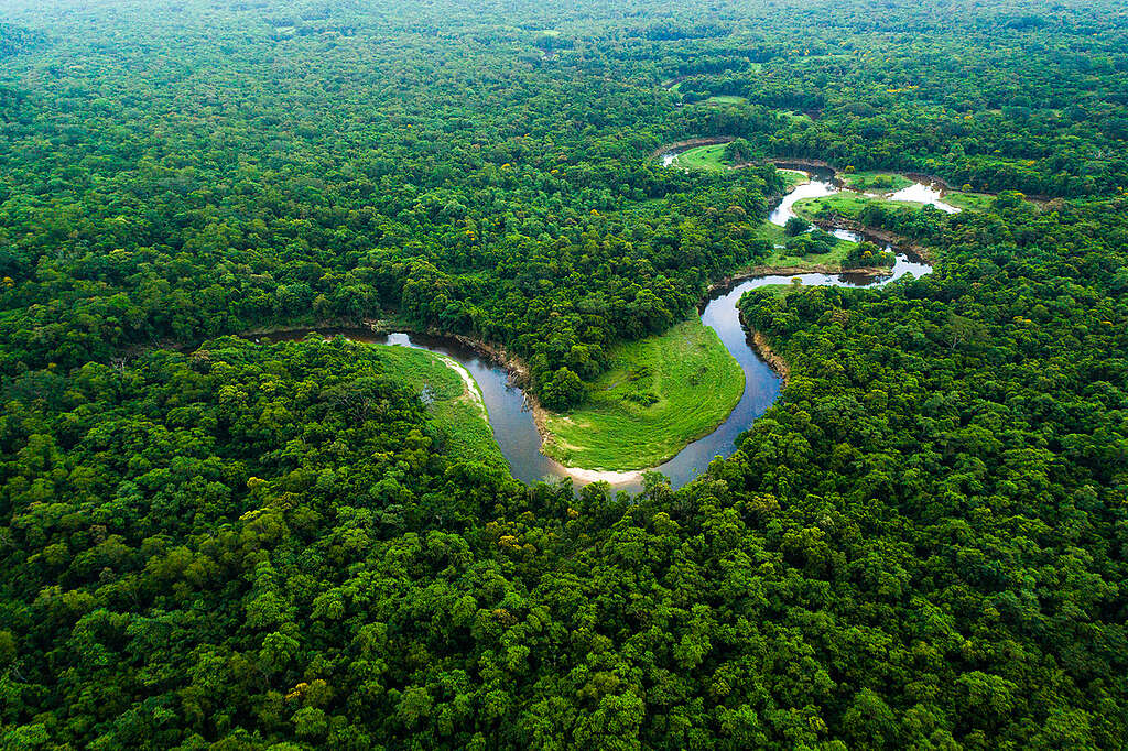 🌳 Amazônia: O Pulmão do Mundo em Alerta